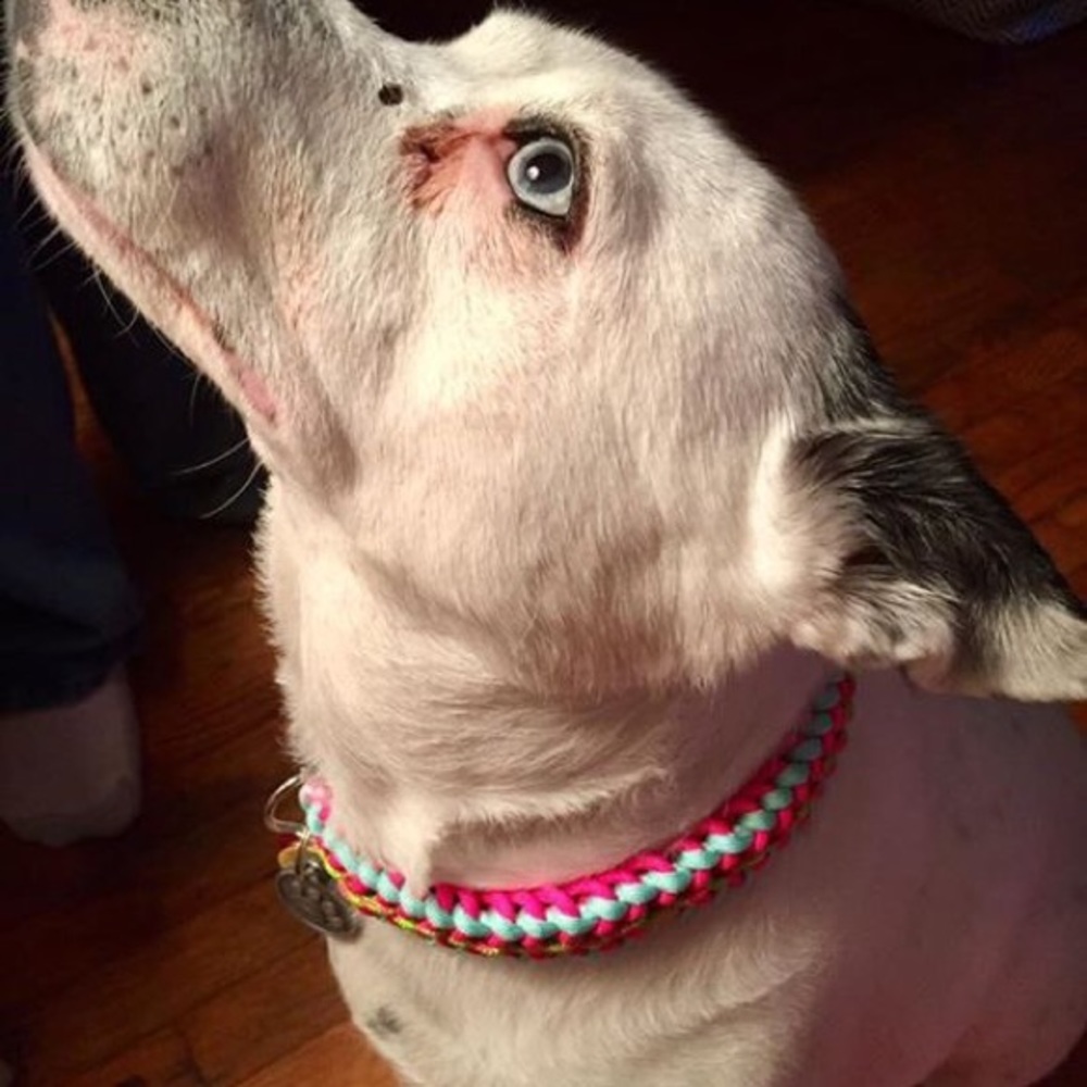 Pet collars - Picture 3 of 5